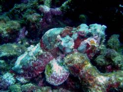 Devil Scorpion Fish by Ryan Stafford 